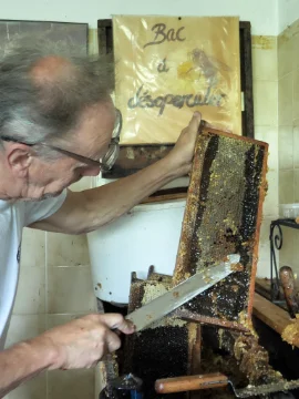 Serge Frullani, apiculteur du Rucher Saint Antoine, procédant à la désoperculation d'un cadre de ruche rempli de miel et d'abeilles